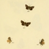 papilio orbifer plate